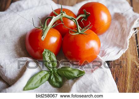 Stock Photo - Tomatoes on vine with basil leaf. Fotosearch