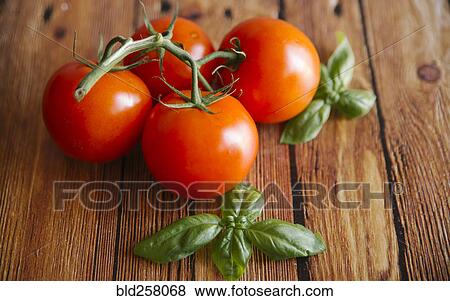 Tomatoes on vine with basil leaf View Large Photo Image Stock Photo - Tomatoes on vine with basil leaf. Fotosearch