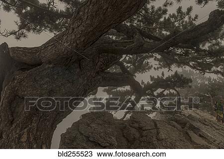 Tree branches over rock View Large Photo Image Stock Image - Tree branches over rock. Fotosearch