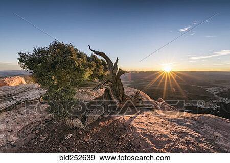 "Tree in canyon at sunset, Moab, Utah, United States" View Large Photo Image Stock Photo - "Tree in canyon at sunset, Moab, Utah, United States". Fotosearch