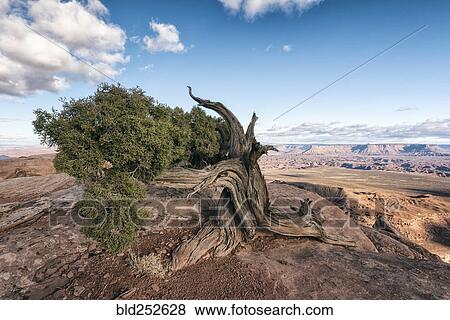 "Tree in desert, Moab, Utah, United States" View Large Photo Image Stock Photo - "Tree in desert, Moab, Utah, United States". Fotosearch