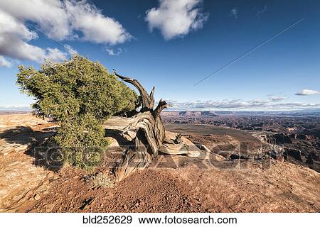 Stock Photo - "Tree in desert, Moab, Utah, United States". Fotosearch