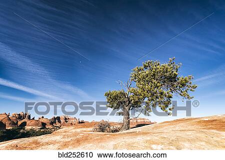 Tree in desert View Large Photo Image Stock Image - Tree in desert. Fotosearch