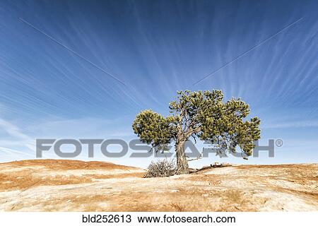 Tree in desert View Large Photo Image Stock Image - Tree in desert. Fotosearch