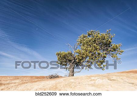 Tree in desert View Large Photo Image Stock Photo - Tree in desert. Fotosearch