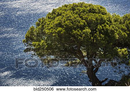 Tree overlooking water View Large Photo Image Stock Photograph - Tree overlooking water. Fotosearch