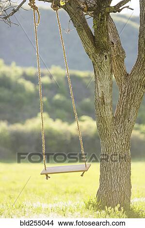 Picture - Tree swing. Fotosearch