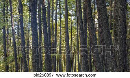 Stock Photo - Trees in forest. Fotosearch
