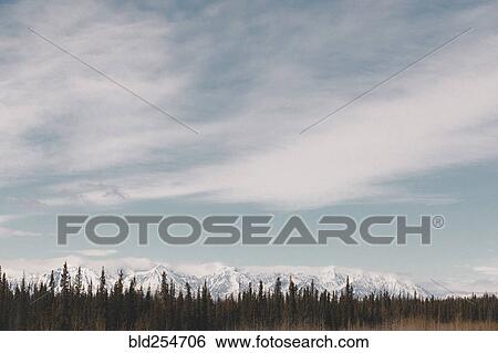 Stock Photograph - Trees near snowy mountain range. Fotosearch