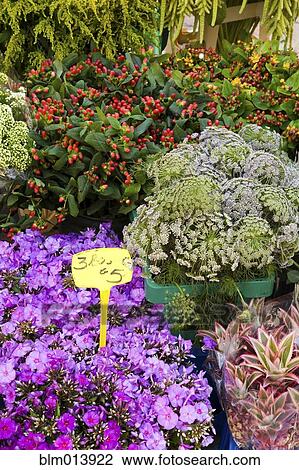 Stock Image - Variety of flowers for sale in market. Fotosearch