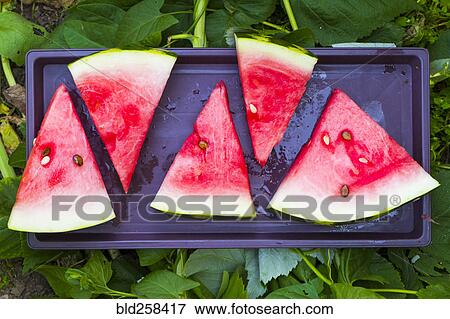 Watermelon slices on plastic tray View Large Photo Image Stock Photo - Watermelon slices on plastic tray. Fotosearch