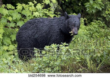 Wet bear eating foliage View Large Photo Image Stock Photo - Wet bear eating foliage. Fotosearch