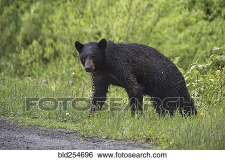 Wet bear standing in grass View Large Photo Image Stock Photograph - Wet bear standing in grass. Fotosearch