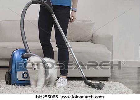Stock Photography - Woman holding vacuum standing with fluffy white dog. Fotosearch
