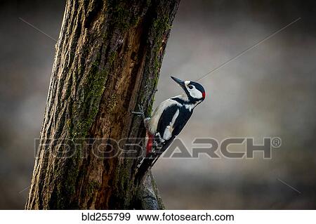 Stock Photo - Woodpecker on tree. Fotosearch