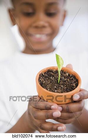 Picture - Black boy holding seedling in pot. Fotosearch