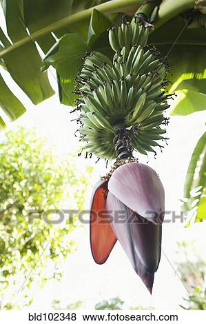Bloom on bunch of bananas View Large Photo Image Stock Photo - Bloom on bunch of bananas. Fotosearch