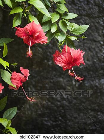 Blooming red hibiscus flowers View Large Photo Image Stock Photo - Blooming red hibiscus flowers. Fotosearch
