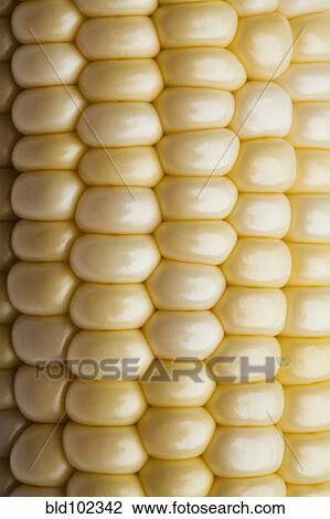 Close up of corn on the cob View Large Photo Image Stock Image - Close up of corn on the cob. Fotosearch