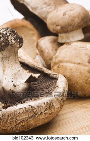 Close up of cremini mushrooms View Large Photo Image Stock Image - Close up of cremini mushrooms. Fotosearch