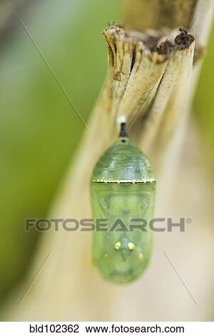 Close up of Monarch butterfly chrysalis View Large Photo Image Stock Image - Close up of Monarch butterfly chrysalis. Fotosearch