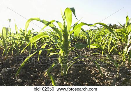 Stock Image - Corn growing in field. Fotosearch