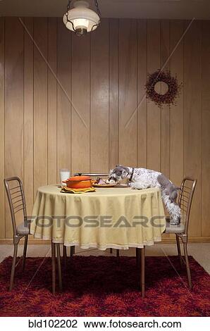 Miniature schnauzer eating food from table View Large Photo Image Stock Image - Miniature schnauzer eating food from table. Fotosearch