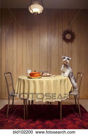 Stock Image - Miniature schnauzer standing on chair at table. Fotosearch