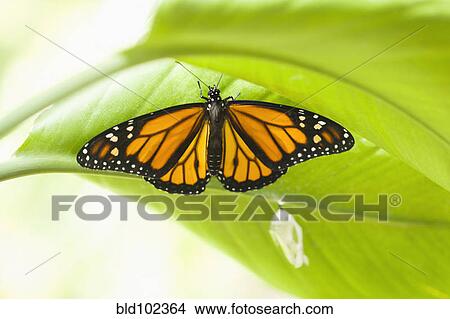 Monarch butterfly perching on leaf View Large Photo Image Picture - Monarch butterfly perching on leaf. Fotosearch