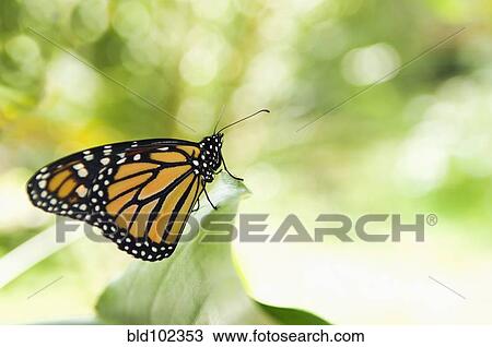 Monarch butterfly perching on leaf View Large Photo Image Stock Image - Monarch butterfly perching on leaf. Fotosearch