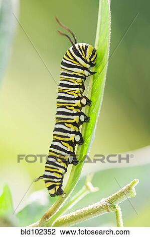 Stock Image - Monarch caterpillar crawling on leaf. Fotosearch