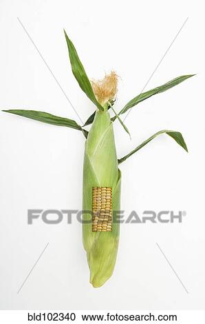 Stock Image - Section missing from husk on corn cob. Fotosearch