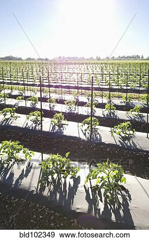 Tomato crop growing in field View Large Photo Image Stock Photo - Tomato crop growing in field. Fotosearch