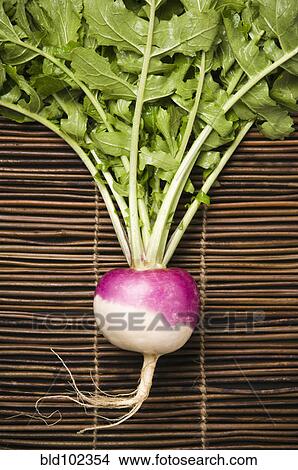 White globe turnip on mat View Large Photo Image Picture - White globe turnip on mat. Fotosearch