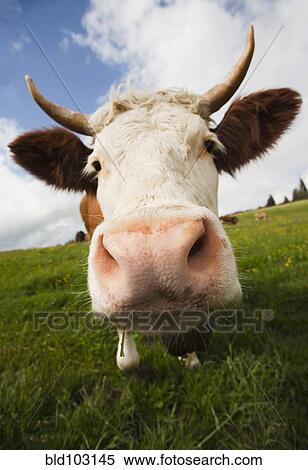 Stock Photography - Close up of cow in field. Fotosearch