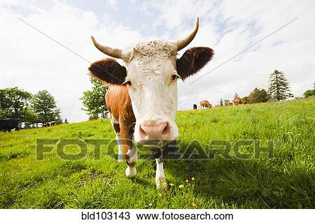 Stock Image - Cow standing in field. Fotosearch