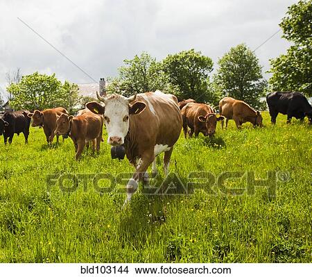 Cows standing in field View Large Photo Image Picture - Cows standing in field. Fotosearch