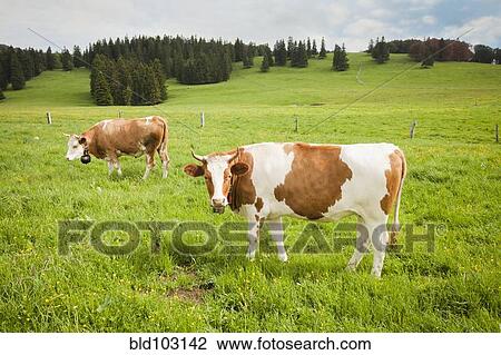 Cows standing in field View Large Photo Image Stock Image - Cows standing in field. Fotosearch