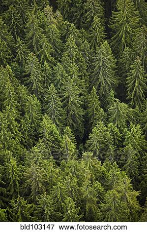 Stock Photo - Trees in forest. Fotosearch