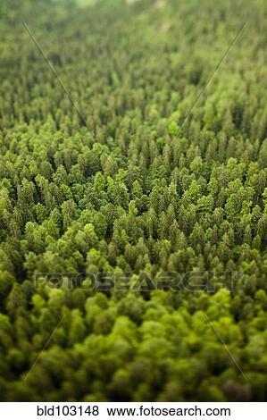 Stock Photo - Trees in forest. Fotosearch