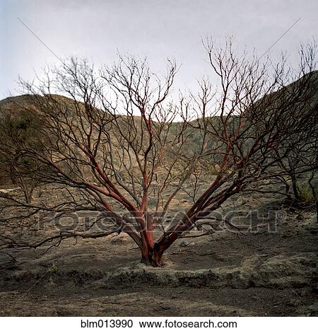 Bare tree in remote area View Large Photo Image Stock Image - Bare tree in remote area. Fotosearch
