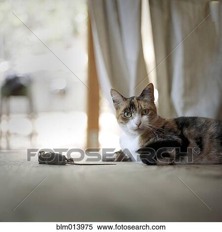 Cat on floor with dead mouse View Large Photo Image Stock Photography - Cat on floor with dead mouse. Fotosearch
