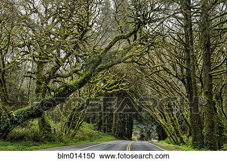 Moss covered trees over road View Large Photo Image Stock Image - Moss covered trees over road. Fotosearch