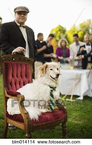 Picture - Pampered dog sitting on ornate chair at lawn party. Fotosearch