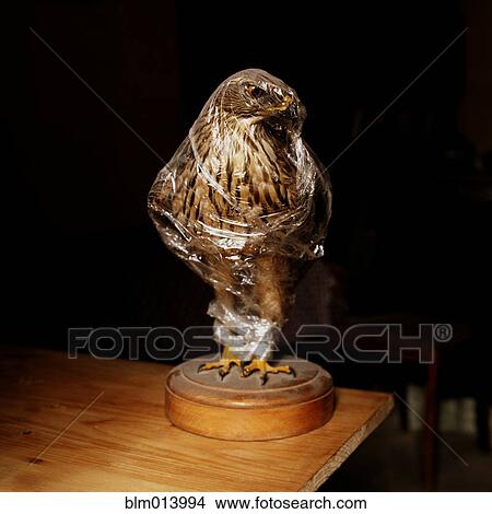 Statue of hawk wrapped in plastic View Large Photo Image Picture - Statue of hawk wrapped in plastic. Fotosearch