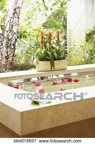 Flowers floating in bathtub View Large Photo Image Stock Photo - Flowers floating in bathtub. Fotosearch