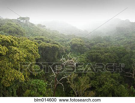 Stock Image - Lush rain forest with fog. Fotosearch