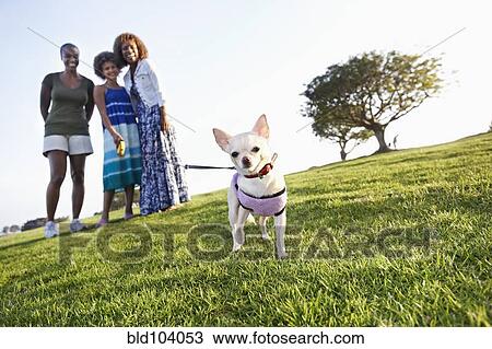 African American family walking dog in park View Large Photo Image Stock Image - African American family walking dog in park. Fotosearch