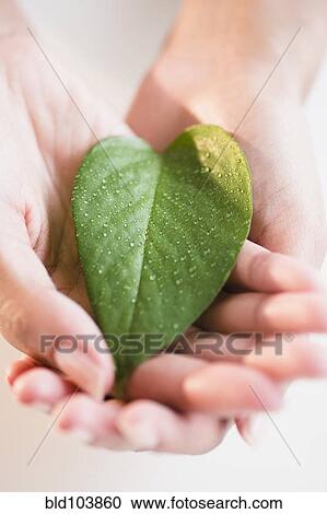 Stock Image - Cape Verdean woman holding green leaf. Fotosearch
