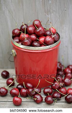 Bing cherries in bucket View Large Photo Image Stock Image - Bing cherries in bucket. Fotosearch